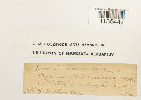 Isopterygium tenerum image