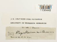 Isopterygium tenerum image