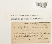 Isopterygium tenerum image