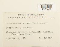 Isopterygium tenerum image