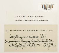 Isopterygium tenerum image