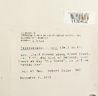 Isopterygium tenerum image