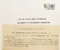 Isopterygium tenerum image