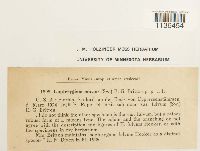 Isopterygium tenerum image