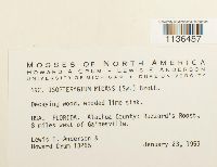 Isopterygium tenerum image