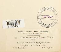 Isopterygium tenerum image