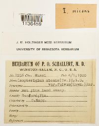 Isopterygium tenerum image