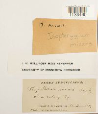 Isopterygium tenerum image