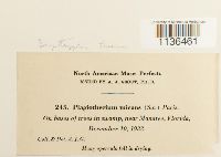 Isopterygium tenerum image