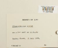 Isopterygium tenerum image