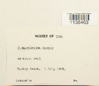 Isopterygium tenerum image