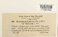 Isopterygium tenerum image