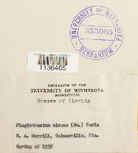 Isopterygium tenerum image