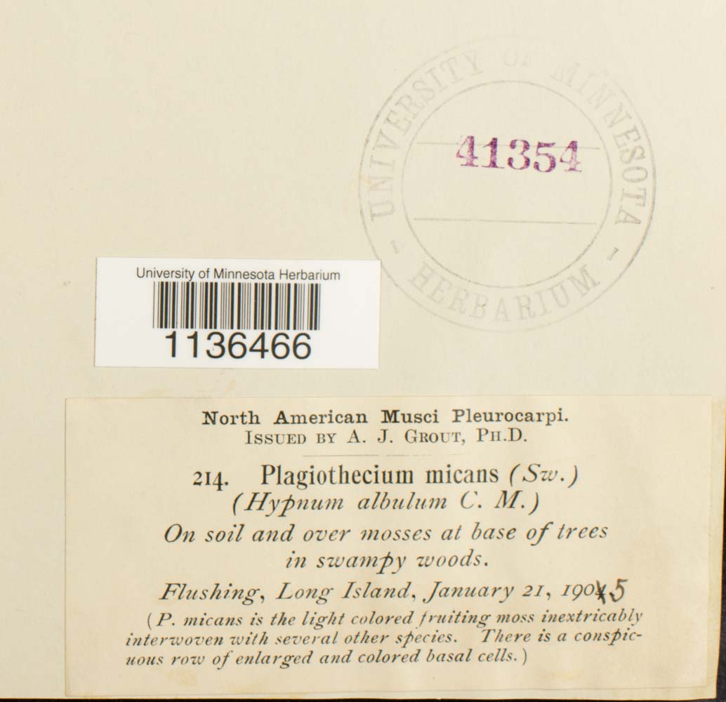 Isopterygium tenerum image