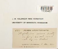 Isopterygium tenerum image