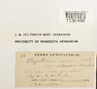 Isopterygium tenerum image