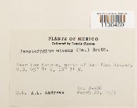 Isopterygium tenerum image