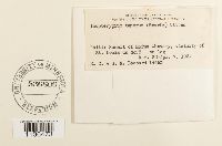 Isopterygium tenerum image