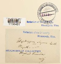 Pseudotaxiphyllum elegans image