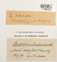 Pseudotaxiphyllum elegans image