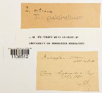 Media resource of Isopterygiopsis pulchella