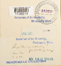 Isopterygiopsis pulchella image