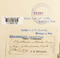 Isopterygiopsis pulchella image