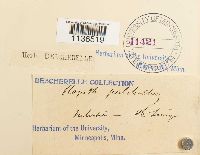 Isopterygiopsis pulchella image