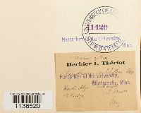 Isopterygiopsis pulchella image