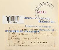 Isopterygiopsis pulchella image