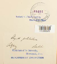 Isopterygiopsis pulchella image