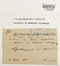 Isopterygiopsis pulchella image