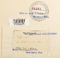 Isopterygiopsis pulchella image