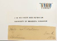 Isopterygiopsis pulchella image