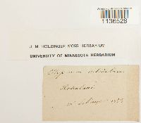 Isopterygiopsis pulchella image