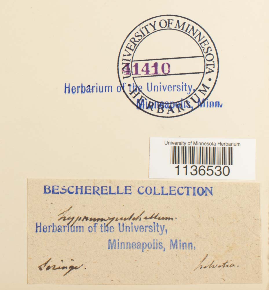 Isopterygiopsis pulchella image