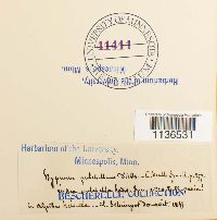 Isopterygiopsis pulchella image