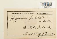 Isopterygiopsis pulchella image