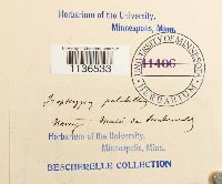 Isopterygiopsis pulchella image