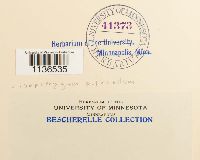 Isopterygiopsis pulchella image