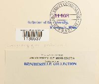 Isopterygiopsis pulchella image