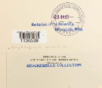 Isopterygiopsis pulchella image