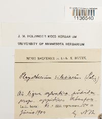 Herzogiella seligeri image