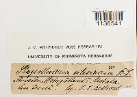 Herzogiella seligeri image