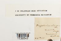 Herzogiella seligeri image