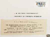 Herzogiella seligeri image