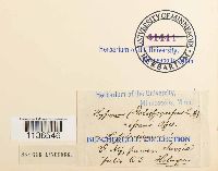 Herzogiella seligeri image