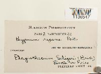 Herzogiella seligeri image