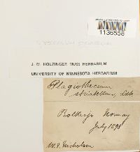 Herzogiella striatella image