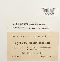 Herzogiella striatella image